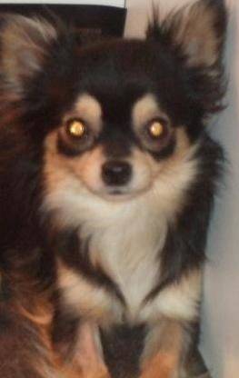 Lanyka - Chihuahua (1 an)