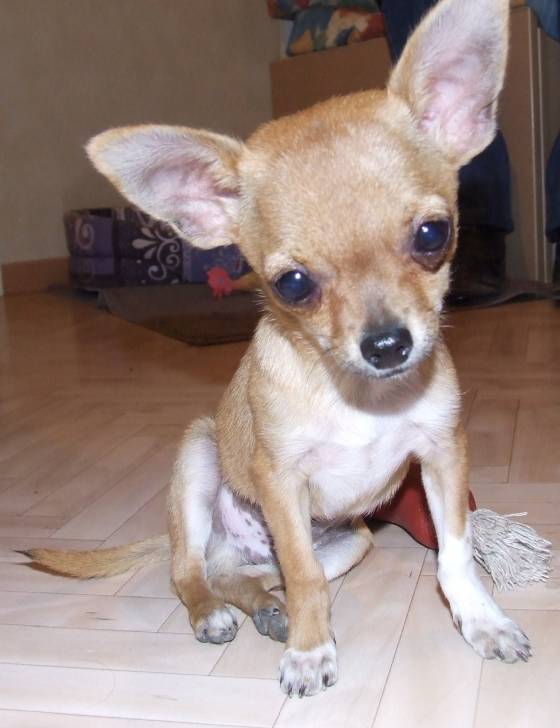 gucci - Chihuahua Mâle (4 mois)