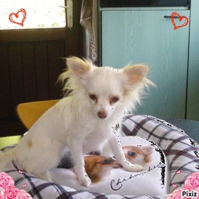 MA Vanille - Chihuahua (3 ans)