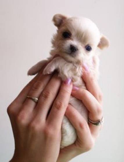 mimi - Chihuahua (10 mois)