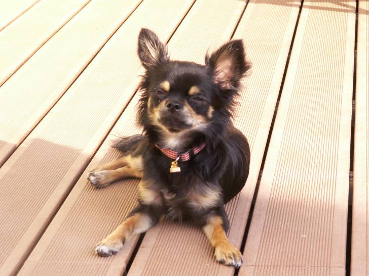 Fiona ! - Chihuahua (11 mois)