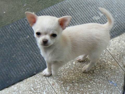 Lilou - Chihuahua (6 mois)