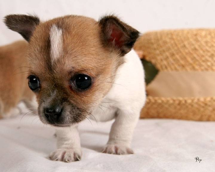 Layla - Chihuahua (4 mois)