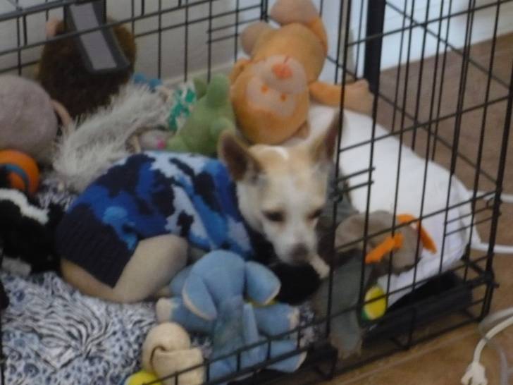 Zeus - Chihuahua Mâle (2 ans)