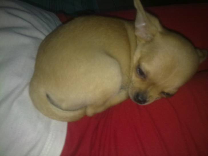 Gnocky - Chihuahua Mâle (2 mois)