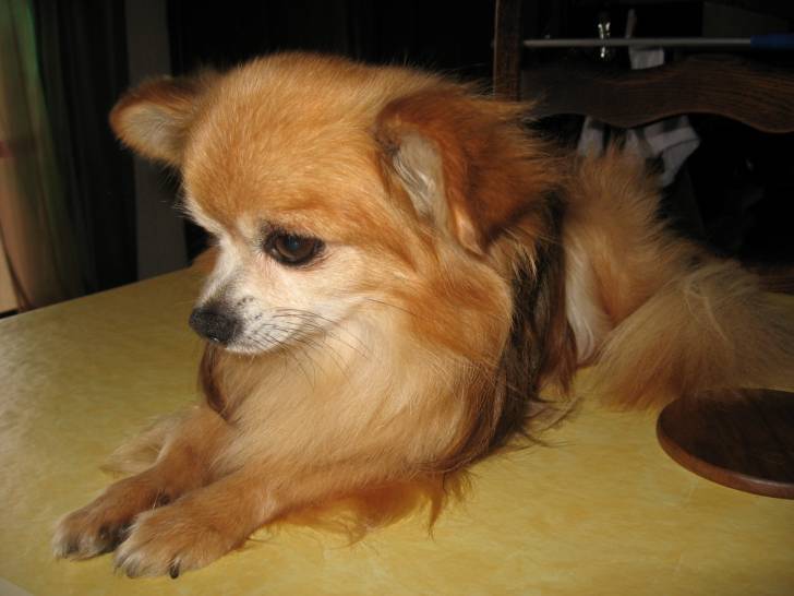 Nerac (chien de ma mamie) - Chihuahua Mâle (11 ans)