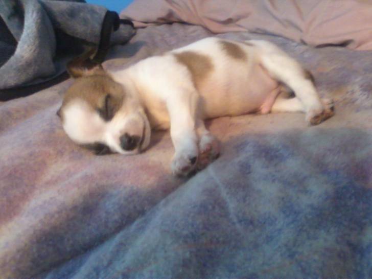 Rocky - Chihuahua Mâle (2 mois)