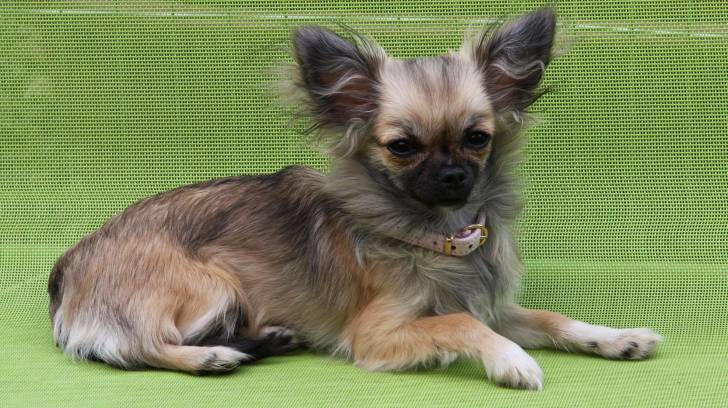 Diva - Chihuahua (1 an)