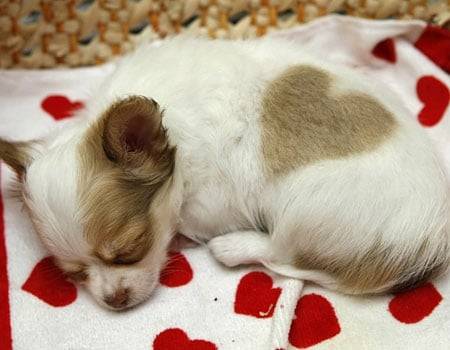 lovy - Chihuahua (6 mois)