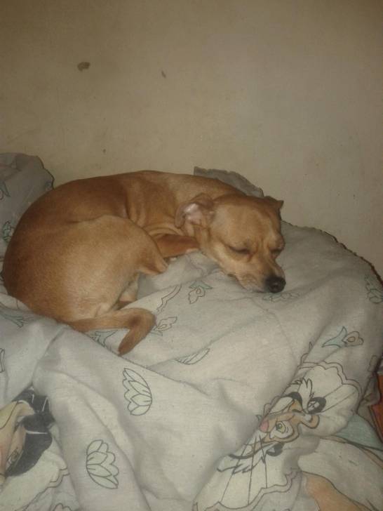 Nika - Chihuahua (3 ans)