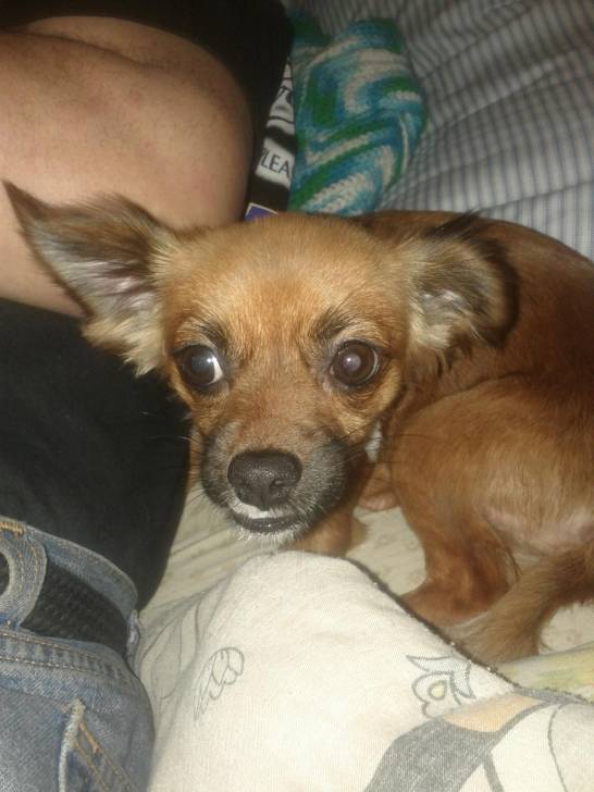 Dakota - Chihuahua (2 ans)