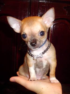 Chihuahua - Chihuahua