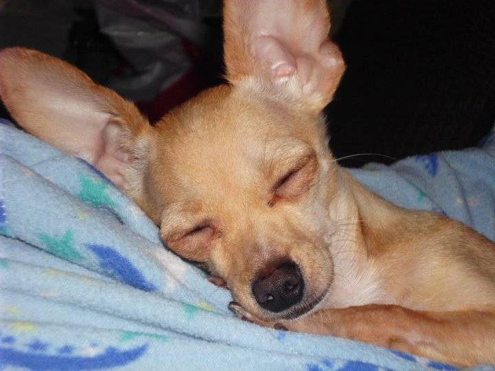 Louie - Chihuahua Mâle (1 an)