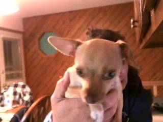 rubie - Chihuahua (1 an)