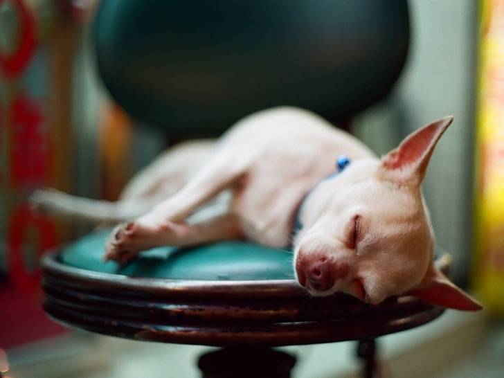 Sweetie - Chihuahua Mâle (1 an)