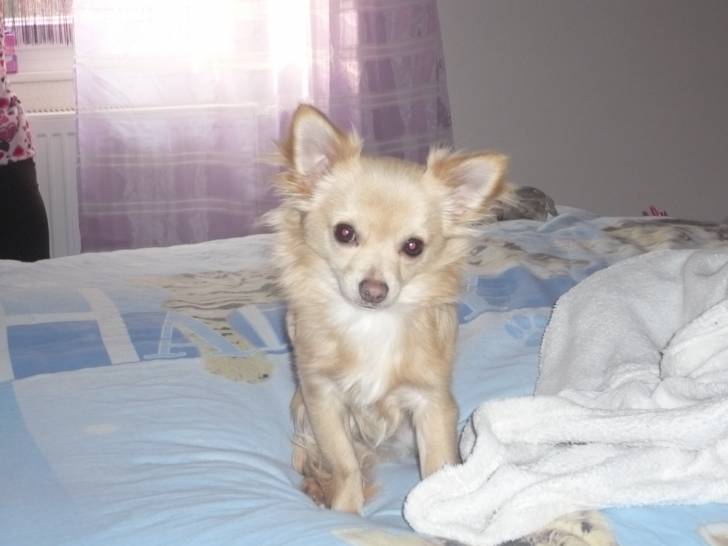 globule - Chihuahua Mâle (8 mois)