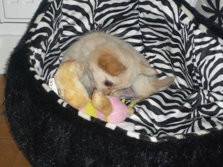 Globule - Chihuahua Mâle