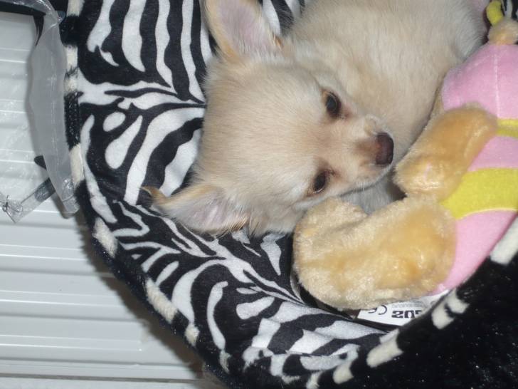 Globule - Chihuahua Mâle