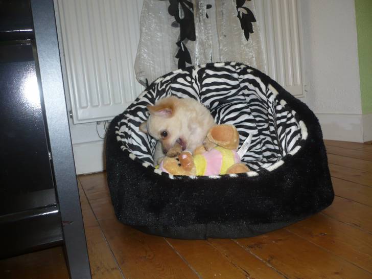 Globule - Chihuahua Mâle
