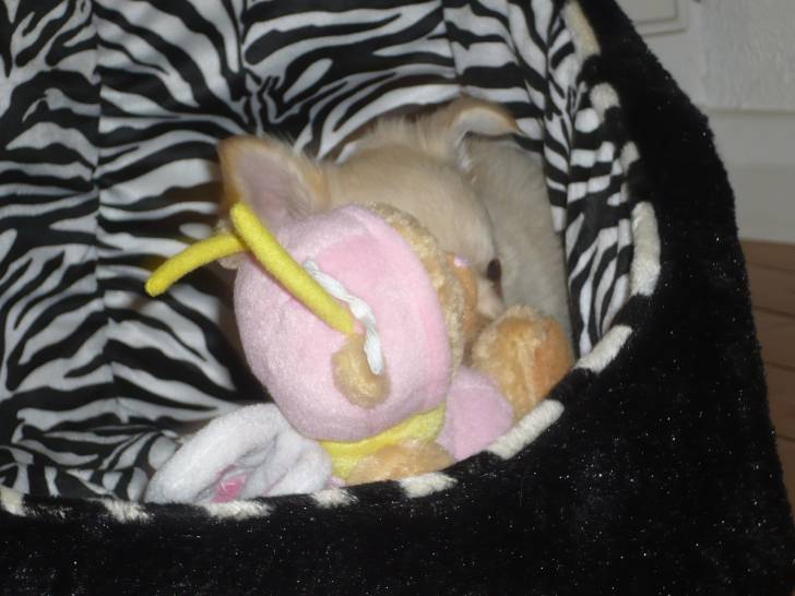 Globule - Chihuahua Mâle