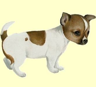 Pee-Wee - Chihuahua Mâle (1 mois)