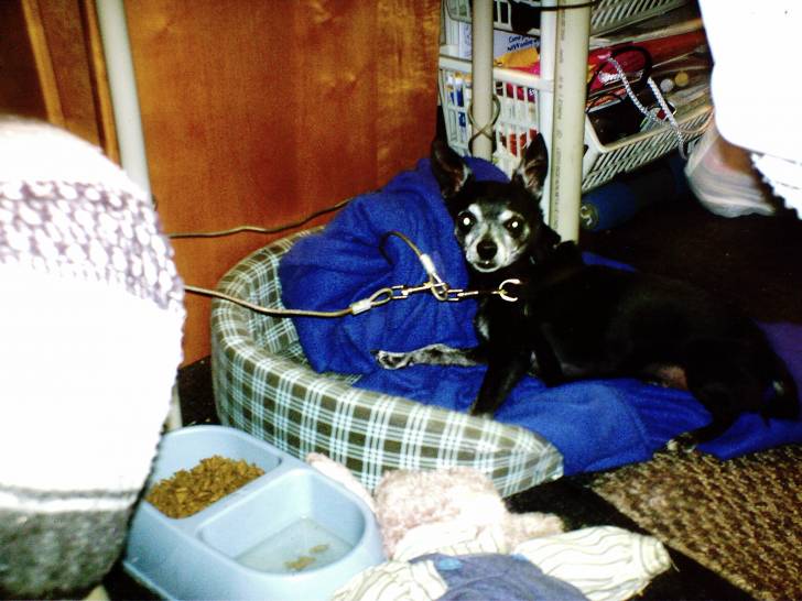 Peanut - Chihuahua Mâle (15 ans)