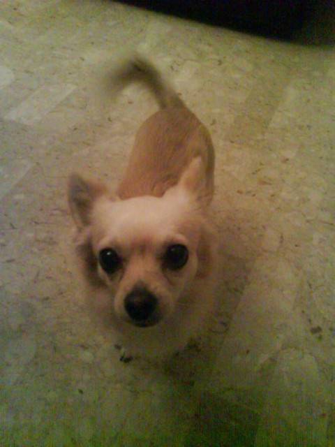 paco - Chihuahua Mâle (2 ans)