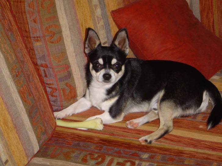 Fripouille - Chihuahua Mâle (11 mois)