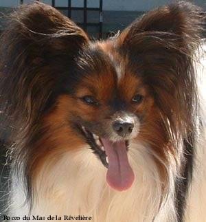 wassila - Chihuahua (11 mois)