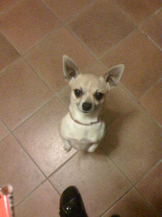 Figaro - Chihuahua Mâle (1 an)