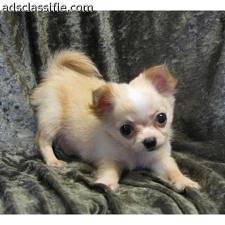Frisby ( bébé ) - Chihuahua Mâle (4 mois)