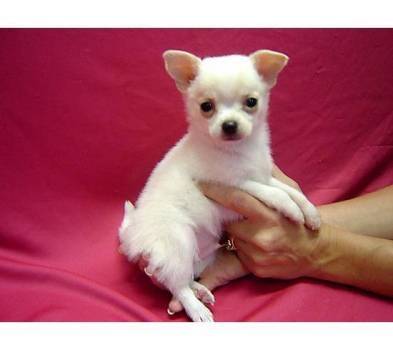 luigi - Chihuahua Mâle (2 mois)