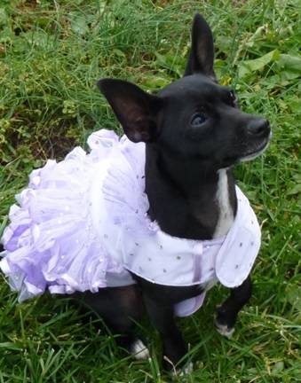 choro chuchi chuchi - Chihuahua (1 an)