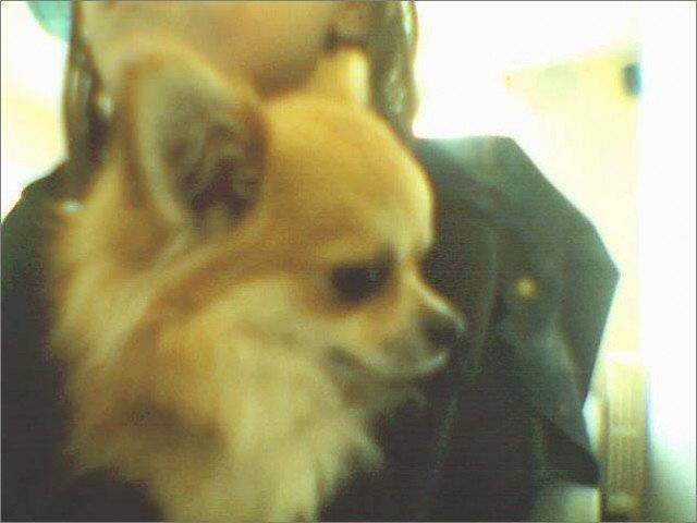 vick - Chihuahua Mâle (4 ans)