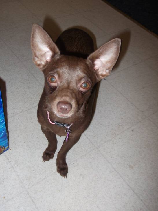 Gypsy - Chihuahua (9 mois)