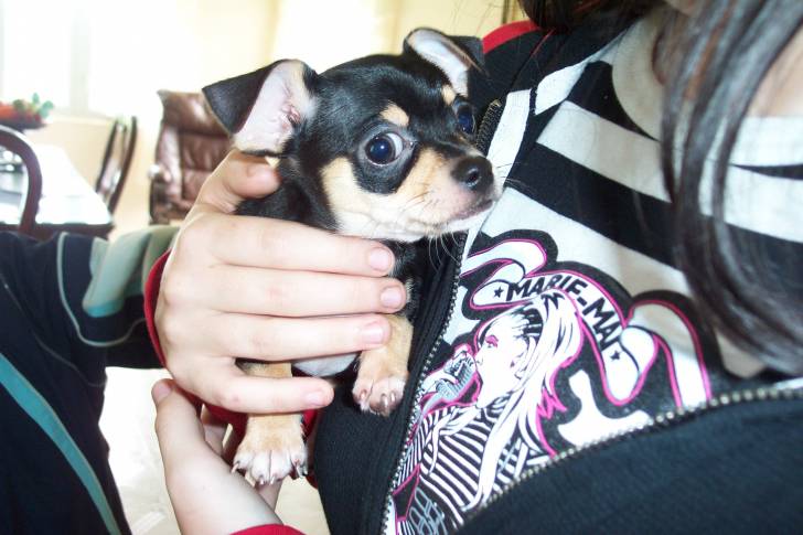 Tommy - Chihuahua Mâle (1 an)