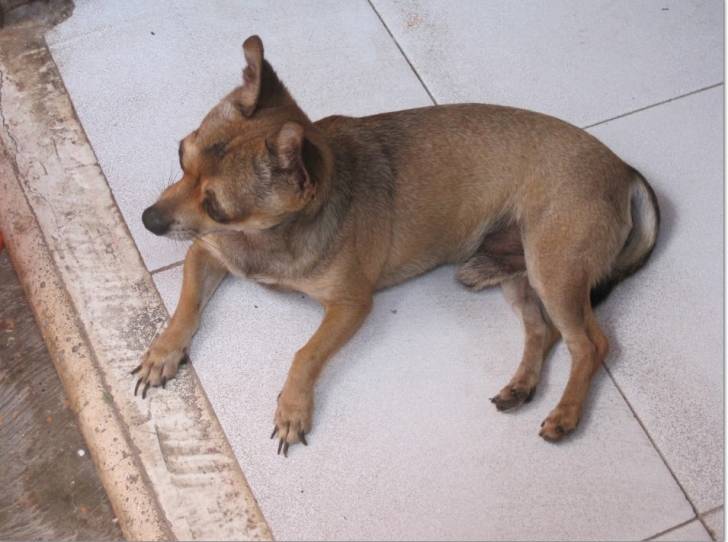 Igor - Chihuahua Mâle (6 ans)