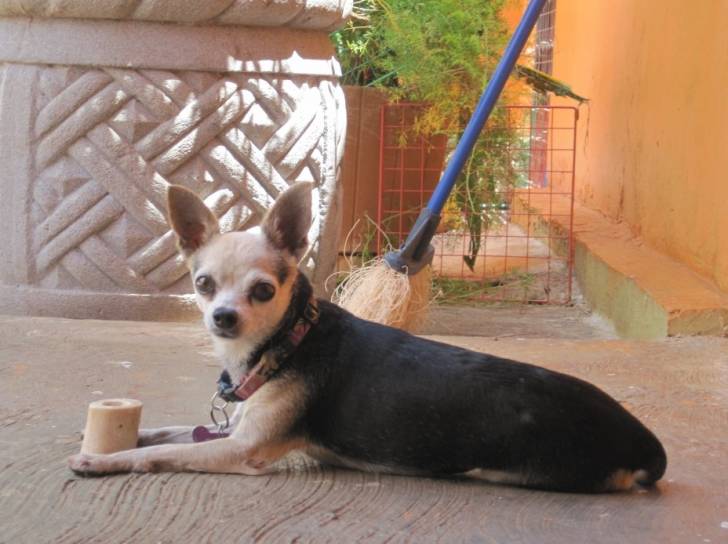 Burbuja - Chihuahua (10 ans)