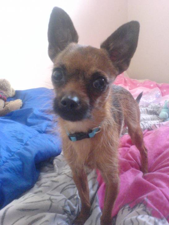 My nans dog Titch - Chihuahua Mâle (1 an)