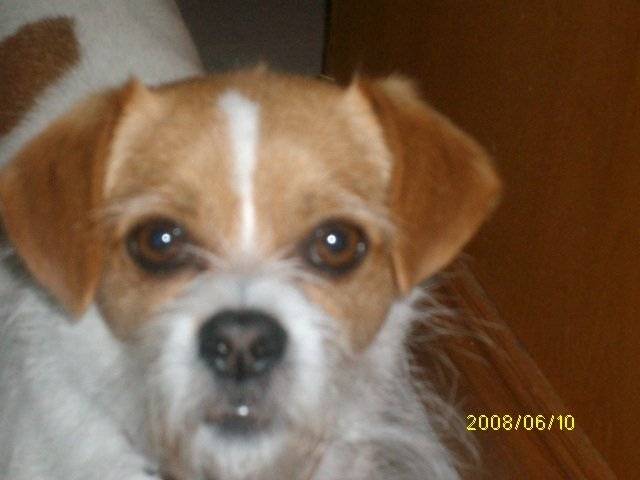 Cosmo - Chihuahua Mâle (5 ans)