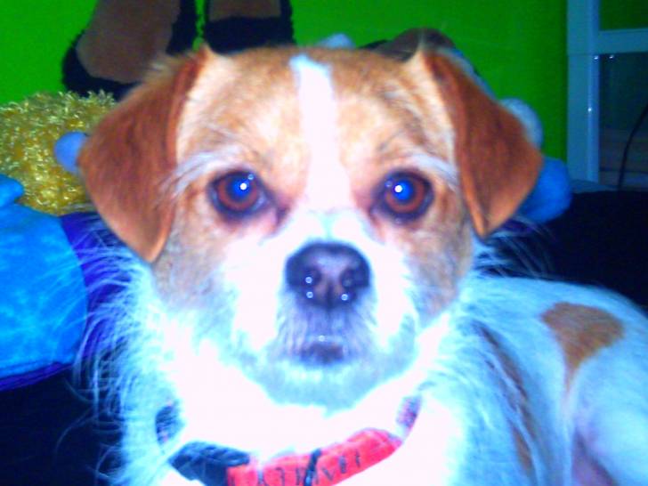 Cosmo my evil boy - Chihuahua Mâle (5 ans)