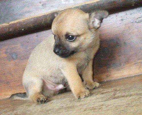 chilie - Chihuahua (7 mois)