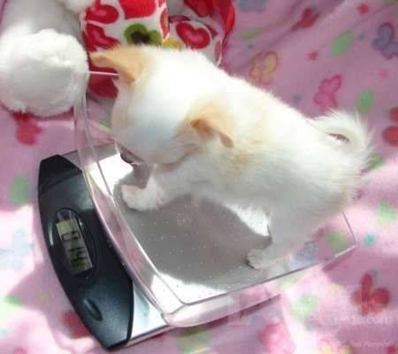 stiqui - Chihuahua Mâle (3 mois)