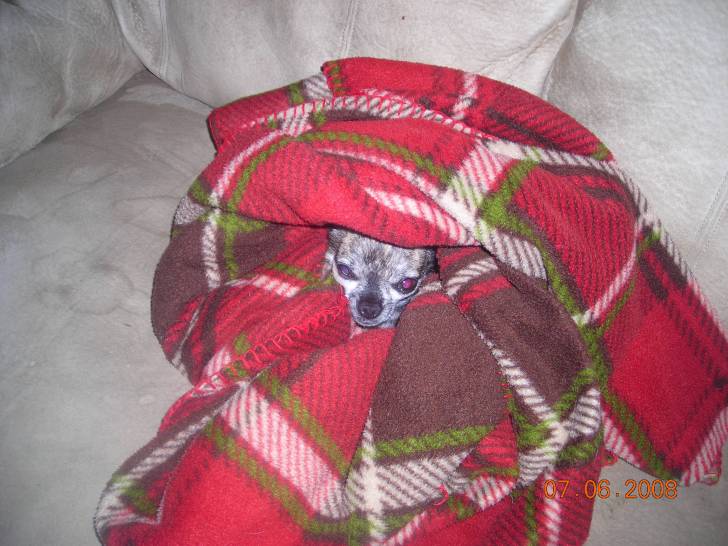 billy - Chihuahua Mâle (6 ans)
