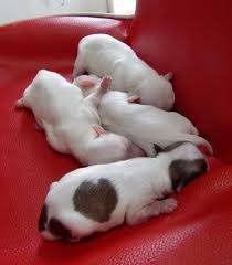 Chihuahua Puppies - Chihuahua (1 mois)