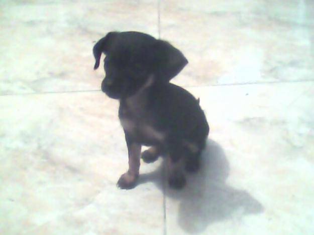 tina - Chihuahua (1 an)