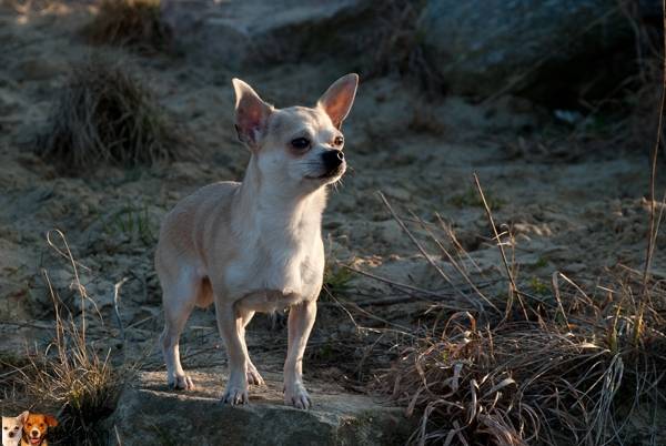 Feivel - Chihuahua Mâle (2 ans)
