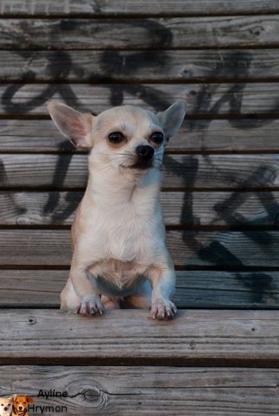 Feivel - Chihuahua Mâle (2 ans)