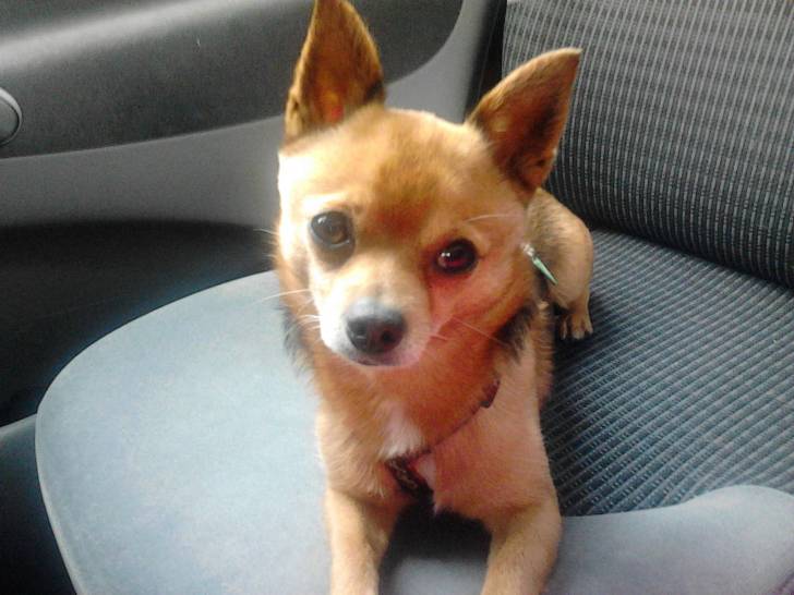 Oscar - Chihuahua Mâle (3 ans)