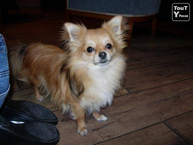 chien de leila344 - Chihuahua (2 ans)
